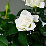 White Rose Plant in a Pot