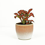 Red Fittonia in Small Ceramic Planter