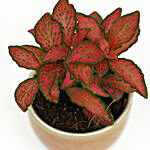 Red Fittonia in Small Ceramic Planter