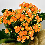 Jute Wrapped Orange Kalanchoe Plant