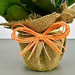 Jute Wrapped Orange Kalanchoe Plant