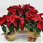 Four Poinsettia Plants