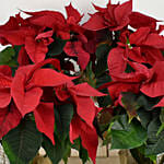 Four Poinsettia Plants