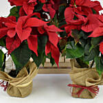 Four Poinsettia Plants