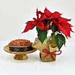 Poinsettia Plant with Plum Cake