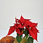 Poinsettia Plant with Plum Cake