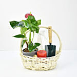 Grow n Nurture Anthurium Plant Basket
