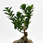 Ficus Bonsai Jute Warpped