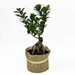 Ficus Bonsai Jute Warpped