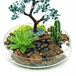 Potted Succulent & Cactus Under A Wishing Tree