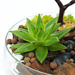 Potted Succulent & Cactus Under A Wishing Tree