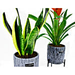 Indoor Plants Duo Snake and Guzmania Plant