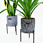 Indoor Plants Duo Snake and Guzmania Plant