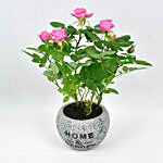 Pink Rose Plant in Fancy Planter