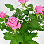 Pink Rose Plant in Fancy Planter