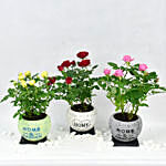 Trio of Rose Plants