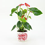 Red Anthurium in Love Pot