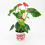 Red Anthurium in Love Pot