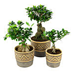 Set Of 3 Bonsai Plants