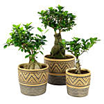 Set Of 3 Bonsai Plants