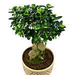 Set Of 3 Bonsai Plants