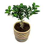 Set Of 3 Bonsai Plants