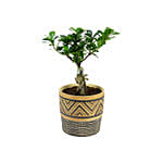 Set Of 3 Bonsai Plants