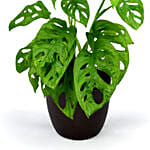 Monstera Plant Small