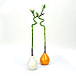 Set of 2 Spiral Bamboo in Premium Vase