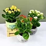 Set of 3 Kalanchoe Plants