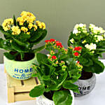 Set of 3 Kalanchoe Plants