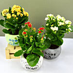 Set of 3 Kalanchoe Plants