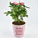 Mothers Love Rose Plant