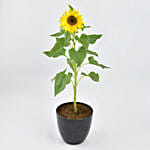 Sunflower Plant