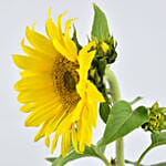 Sunflower Plant
