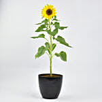 Sunflower Plant