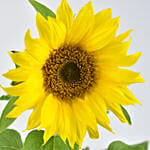 Sunflower Plant