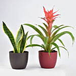 Indoor Plants Duo Snake and Guzmania Plant