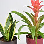 Indoor Plants Duo Snake and Guzmania Plant