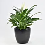 Peace lily in Matt Black Planter