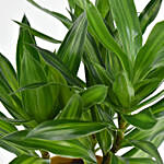 Dracaena Song of Jamaica in Gold Cycle