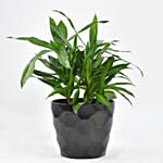 Dracaena Song of Jamaica with Pot