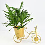 Dracaena Song of Jamaica in Gold Cycle