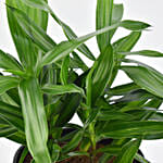 Dracaena Song of Jamaica with Pot