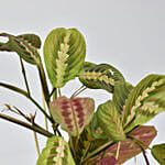 Maranta Potted Plant