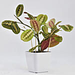 Maranta Potted Plant