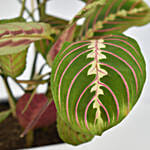 Maranta Potted Plant