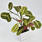 Maranta Potted Plant