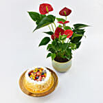 Sugar Free Cake with Plant