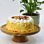 Sugar Free Cake with Plant